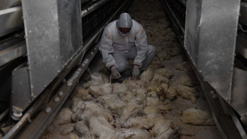 Kayseri’deki çiftlik yangını: 10 bin tavuk telef oldu