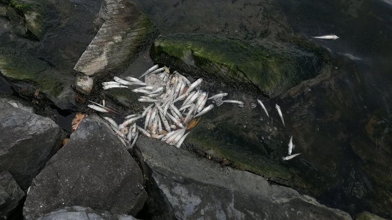 Küçükçekmece Gölü’nde yüzlerce ölü balık kıyıya vurdu