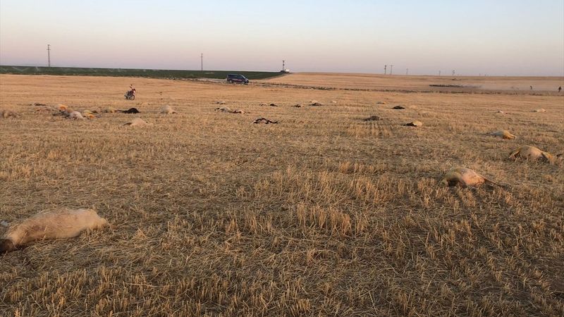 Aksaray'da 164 koyun telef oldu