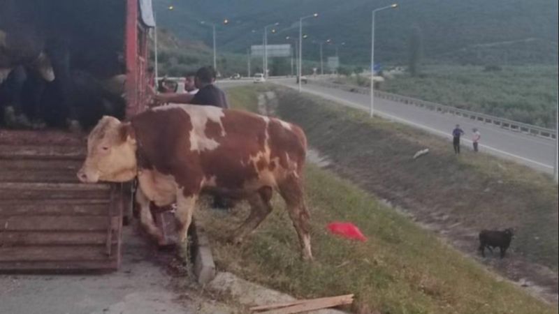 Bursa'da kamyon kasasında boğa güreşi: 1'i telef oldu