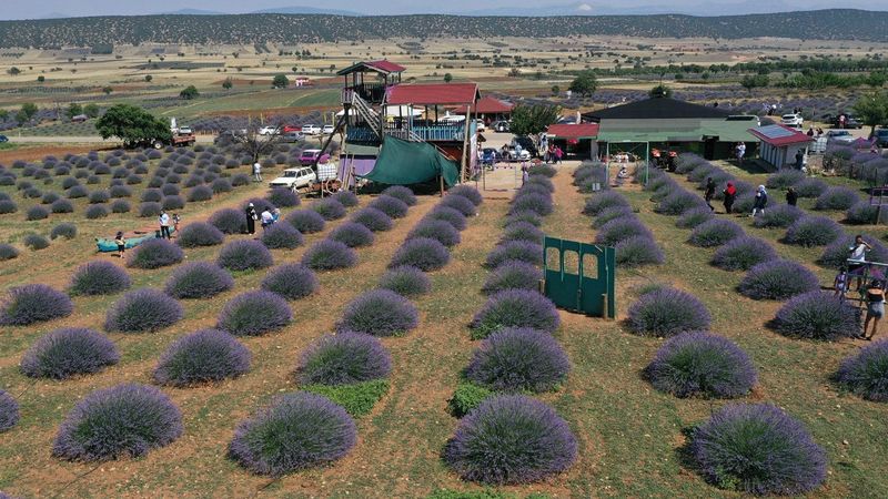 Isparta'da lavanta kokulu köye ziyaretçi akını