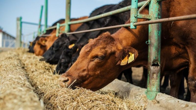 TÜRKVET küpe sorgulama ekranı 2021: Kurbanlık küpe sorgulama nasıl yapılır?