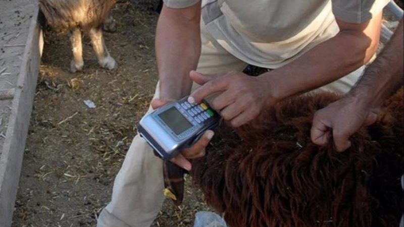 Kredi kartıyla veya taksitle kurban kesmek caiz mi? İşte Diyanet'in yanıtı...