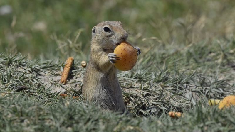 Kayısı yiyen Anadolu sincabı