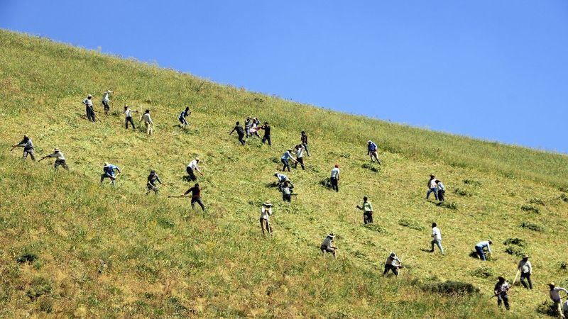 Yüksekova'da otlar, imece usulü tırpanla biçiliyor