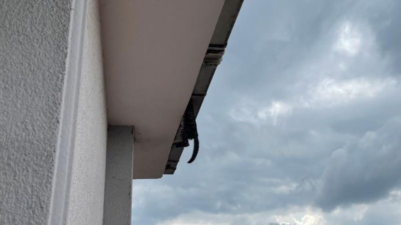 Kocaeli'deki kedi, su oluğuyla çatı arasına sıkıştı