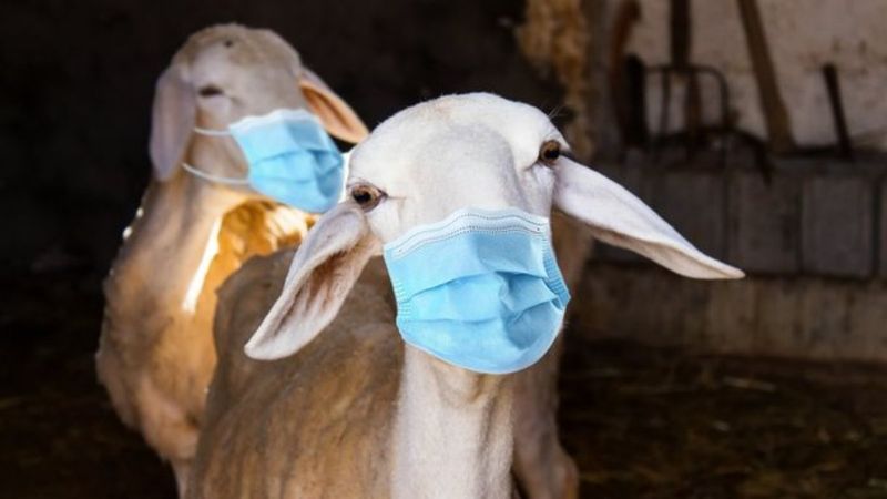 Kurban Bayramı'nda yasak var mı? 20-21-22-23 Temmuz'da seyahat yasağı olacak mı?.