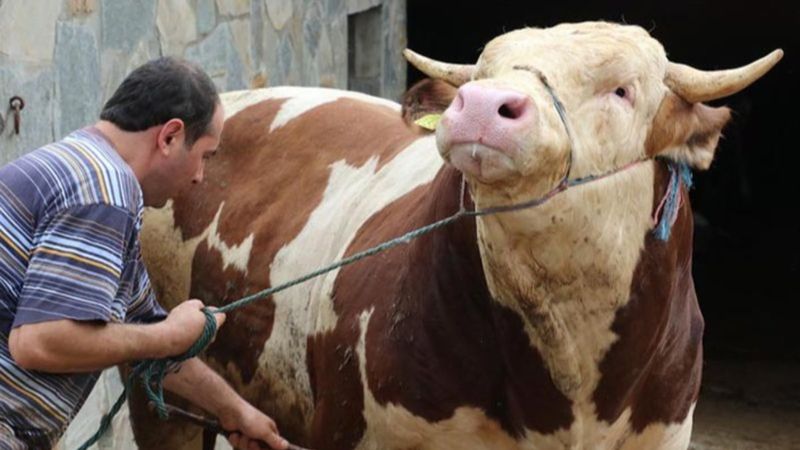Bayrama günler kala: Satın alınan kurbanlık ölürse ne yapılır? İşte Diyanet'in yanıtı...