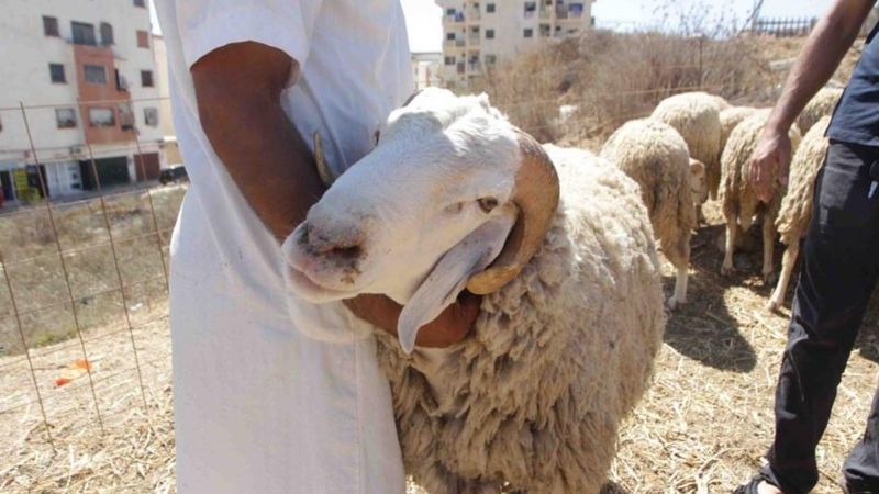 Hangi hayvanlar kurban olarak kesilmez? Diyanet'e göre kurban seçimi...