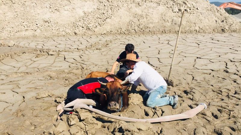 Tokat’ta itfaiye erleri, bataklığa düşen ineği kurtarmak için seferber oldu