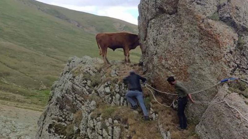 Ardahan'da kayalıklarda mahsur kalan inek, halatla kurtarıldı