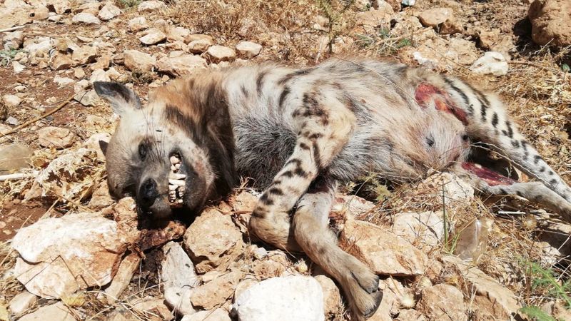 Adıyaman'daki çizgili sırtlan, otomobil çarpınca öldü