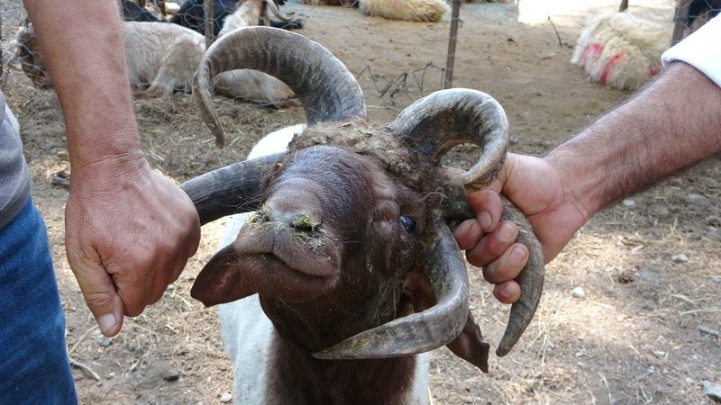 Osmaniye'de 5 boynuzlu koç ilgi odağı oldu