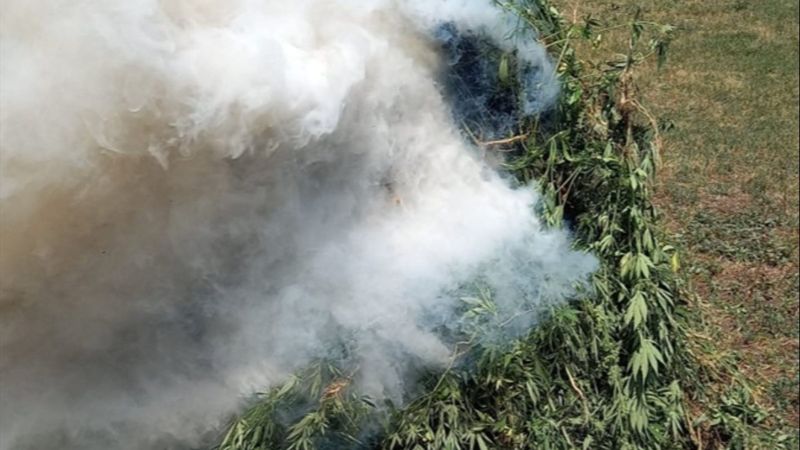 Ardahan'da 25 bin 600 kök Hint keneviri imha edildi