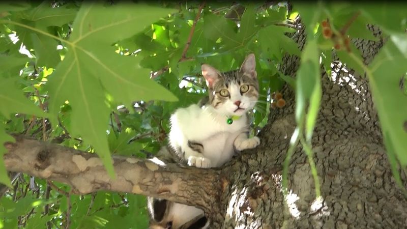 Isparta'da köpekten korkan Boncuk, ağaçta kaldı