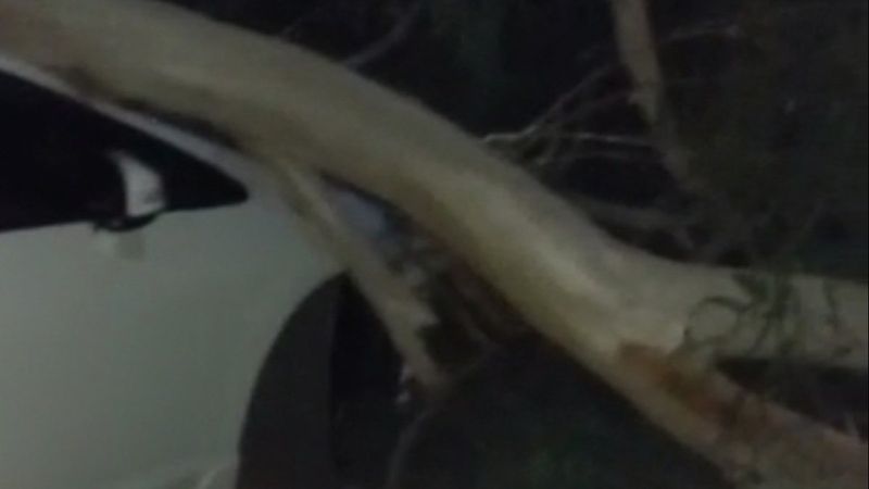 Mersin’de piknik alanındaki ağaçlar, araçların üzerine devrildi