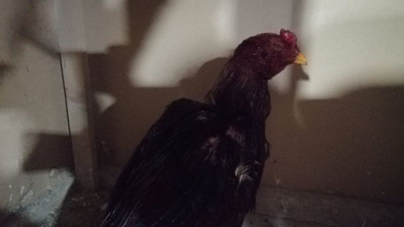 Gaziantep'te horoz dövüştüren 40 kişi, 60 bin lira ceza ödedi