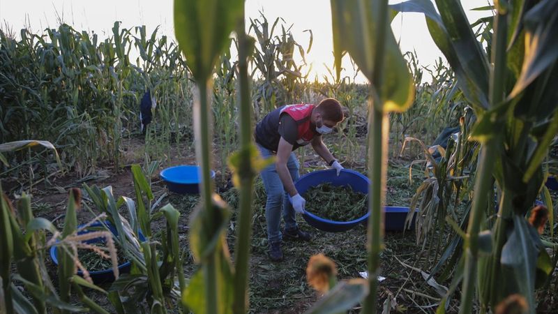 Şanlıurfa'da mısır tarlasında uyuşturucu operasyonu
