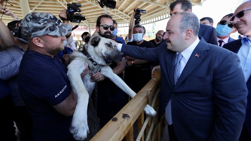 Sivas'ta kangal köpeği üretim ve eğitim merkezi açıldı