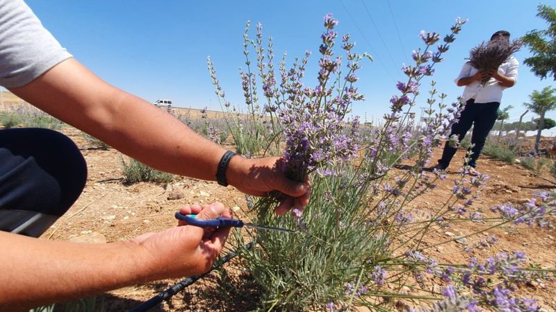 Terörden arındırılan Şuruç'ta ilk defa lavanta yetiştirildi
