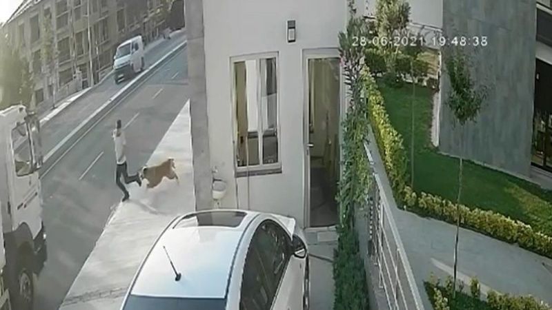 İstanbul'da köpekten kaçarken kamyon çarpan genç hayatını kaybetti