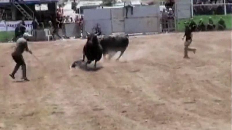 Artvin’de güreş sırasında kaçan boğa sahibini ezdi