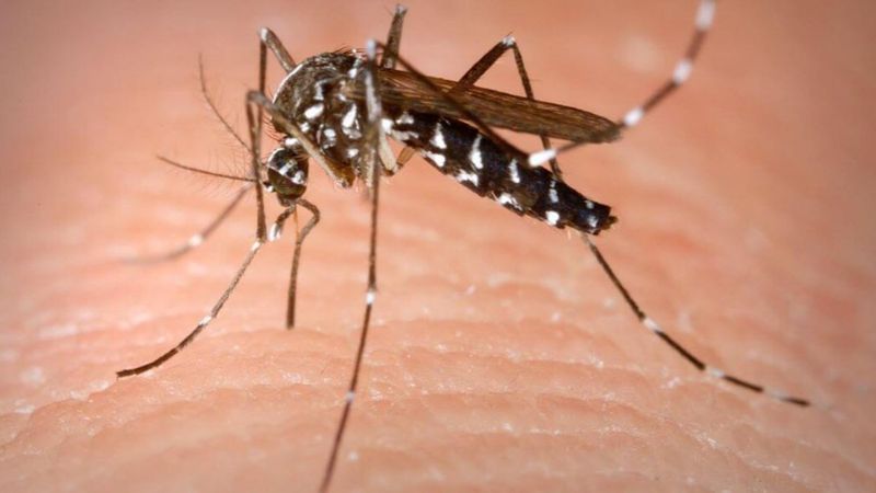 Asya Kaplan Sivrisineği nedir, nasıl anlaşılır? Tek bir ısırığı bile yaralıyor...