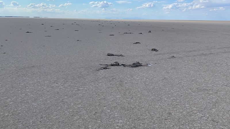 Tuz Gölü'nde binlerce yavru flamingo öldü