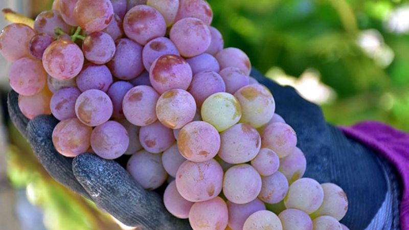 Üzümün 10 inanılmaz faydası