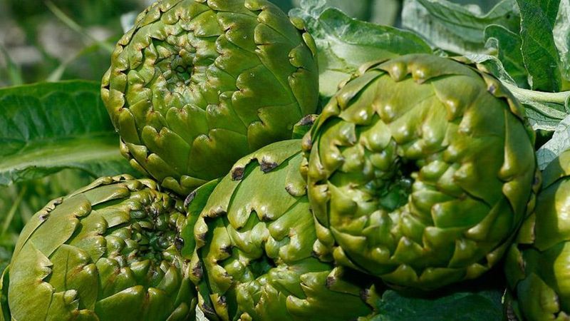 Karaciğer sağlığını koruyan doğal gıdalar