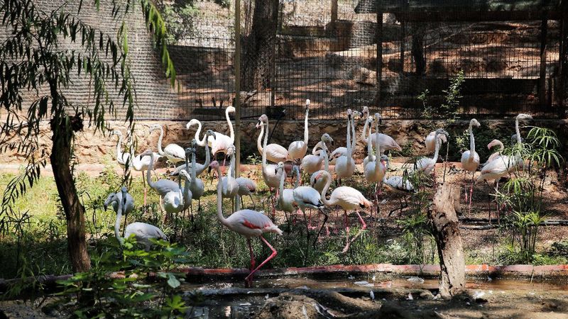 Antalya'da kaçak satılan 21 flamingo yakalandı