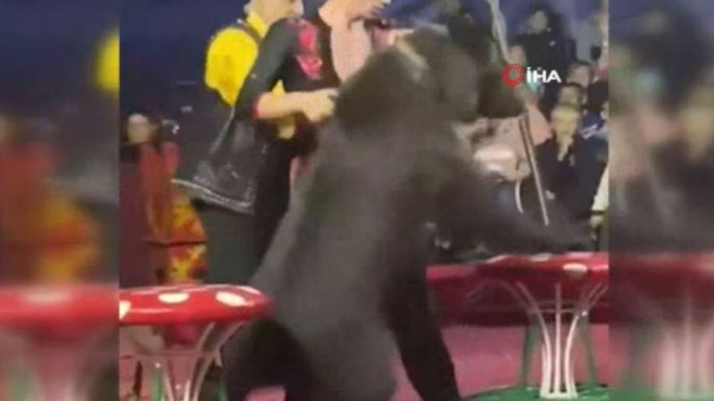 Rusya’da sirkteki ayı, terbiyecisine saldırdı