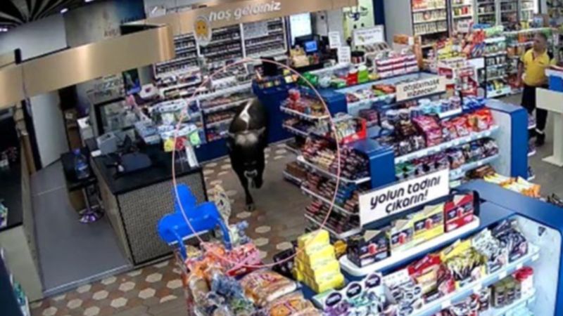 İstanbul'da sahibinden kaçan dana markete daldı