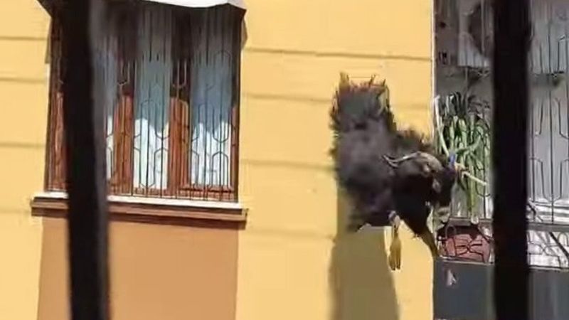 Adana'daki kurbanlık keçi, çatıdan atladı