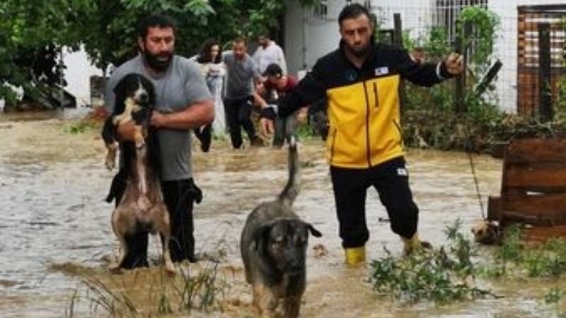 Artvin'de selde sokak hayvanları için seferber oldular