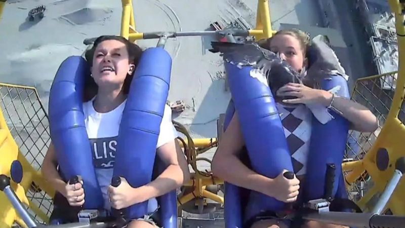 ABD'de havada uçan martı yüzüne yapıştı