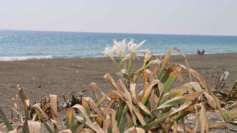 'Kum zambağı'nı koparmanın cezası 80 bin lira