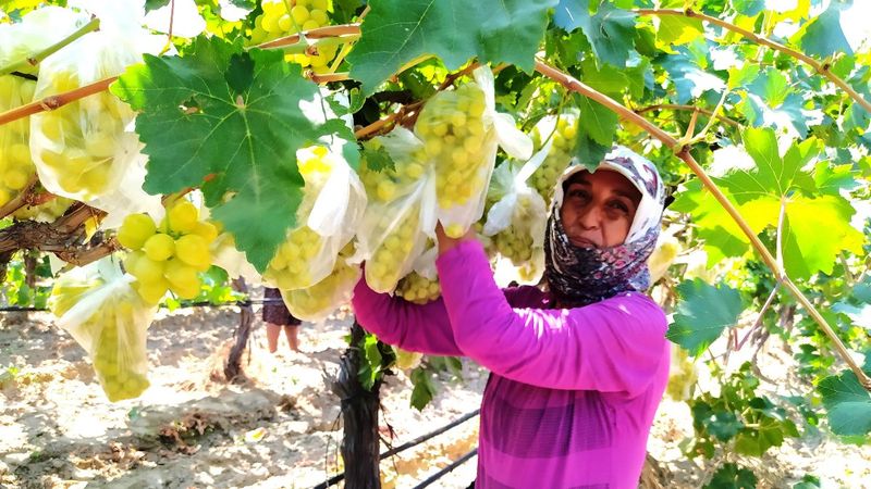 Manisa'da bir çiftçi 4 bin salkım üzümü çöp poşetleriyle kapladı