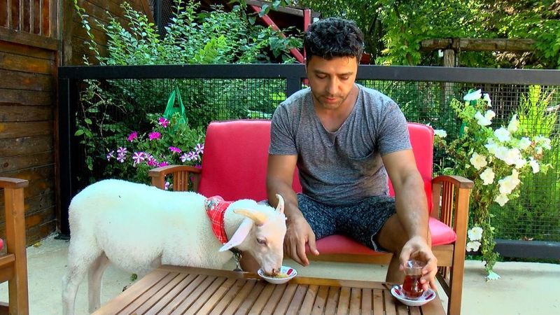 İstanbul'da annesinin reddettiği kuzuya sahip çıktı