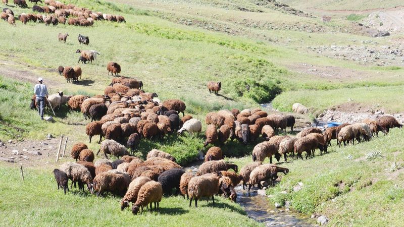 Erzurum'da çoban sıkıntısı: 7 bin lirayı beğenmiyorlar