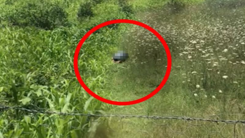 Bartın'da köpeğe cinsel istismar