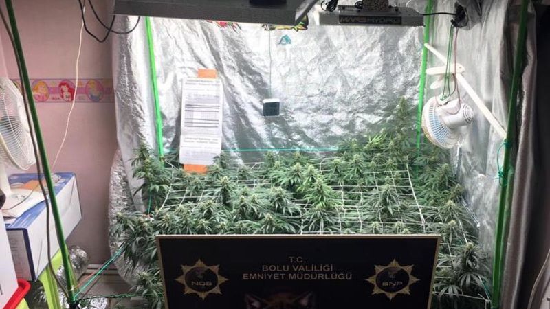 Bolu'daki şahıs, evde özel düzenekle kenevir yetiştirdi