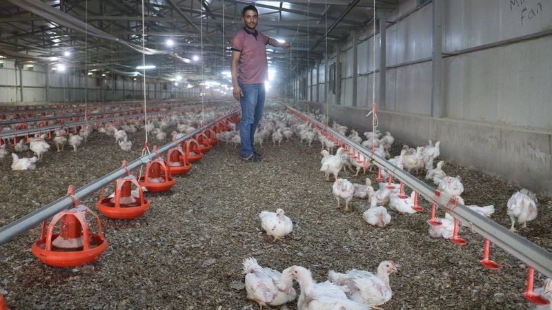 Malatya'da elektrik kesintileri, 35 bin tavuğu telef etti