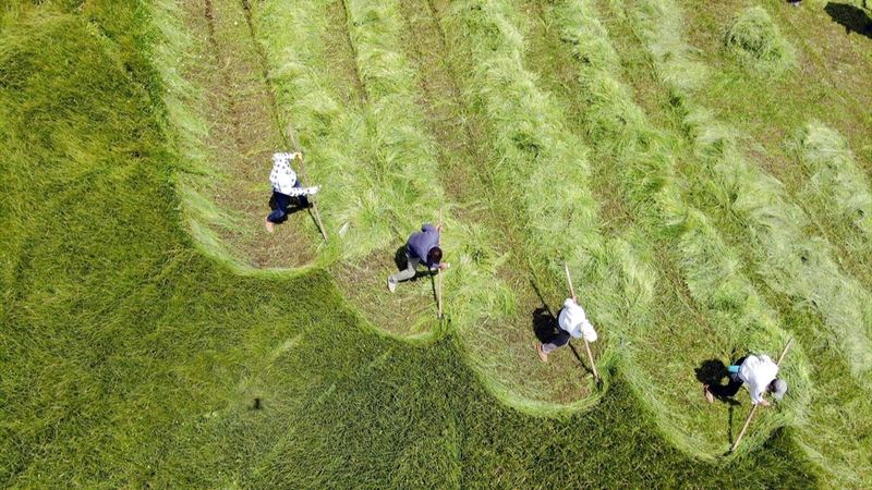 Ağrı'da çiftçiler, asırlık tırpan usulüyle hayvanları için ot biçiyor