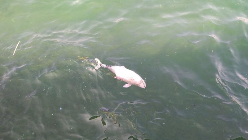 Tarabya’da ölü yavru yunus kıyıya vurdu