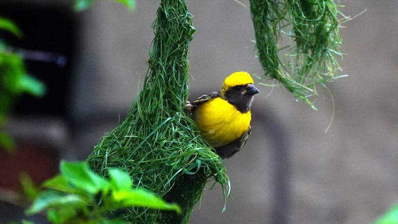 Hindistan'da Dokumacı kuşların yuva sanatı