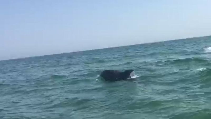 Şile'de yunus, keyifle oynarken kameraya yakalandı