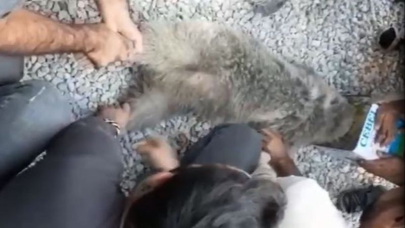 Hakkari’de başı teneke kutuya sıkışan ayıyı vatandaşlar kurtardı