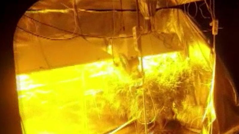 Ankara'da evini uyuşturucu serasına çevirdi