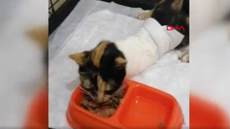 Esenler’de kedilerin bacağı ve kuyruğu kesildi